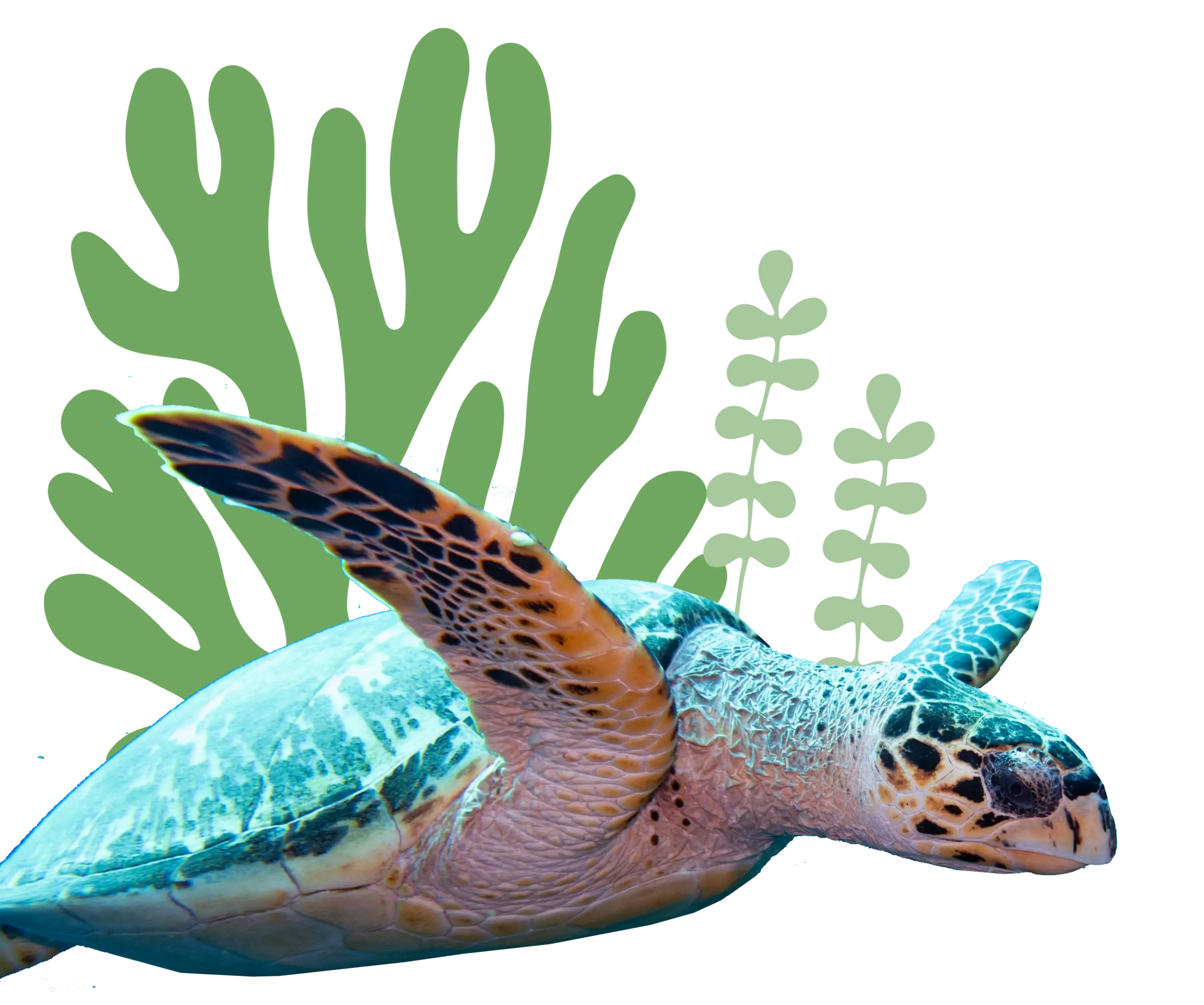 Tortuga marina símbolo de conservación ambiental - Congreso RedLac 2025 Chile
